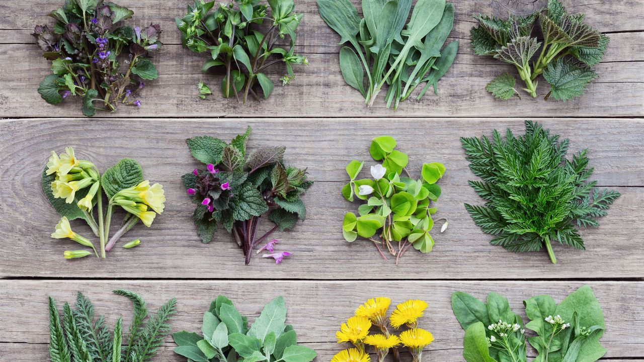 edible wild greens arranged on wooden pallet