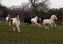 amershamrescues.jpg