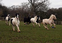 amershamrescues.jpg