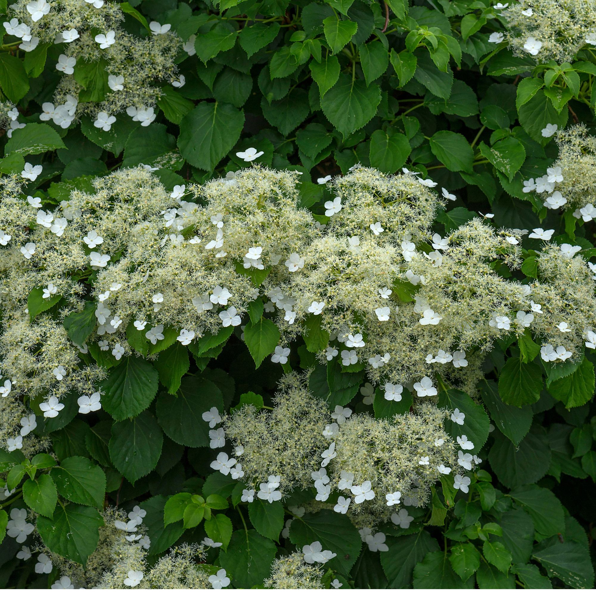 Flowering climbing hydrangea growing in garden