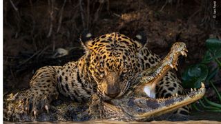 Jaguar biting crocodile head.