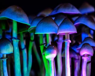 Psilocybin-containing mushrooms under trippy, colorful lighting.