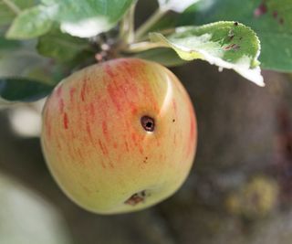 A codling moth bore hole in an apple