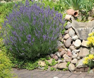 Blooming lavender shrub in a rock garden