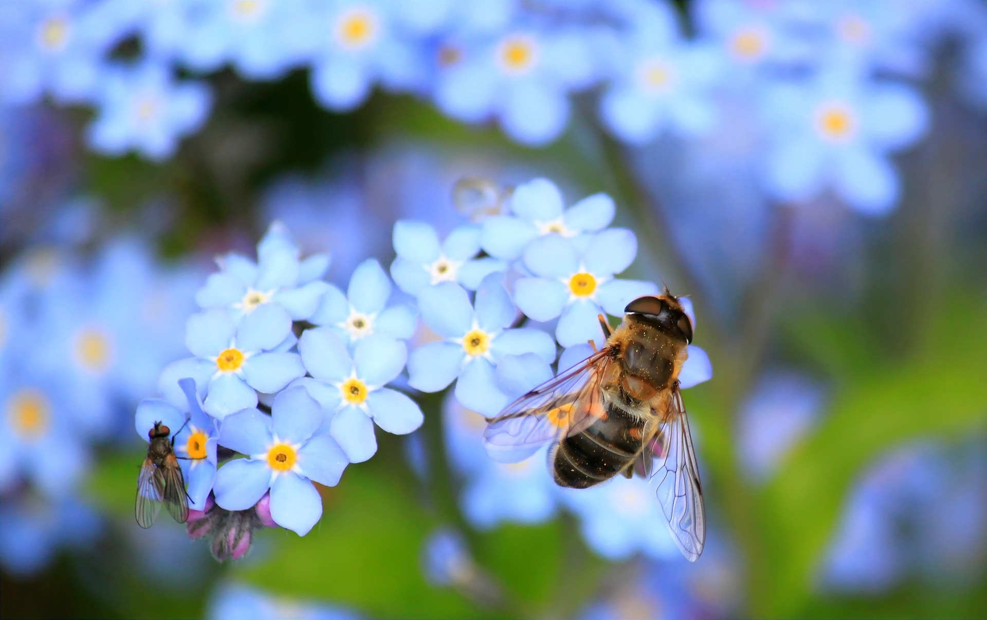 Audubon Adventures: The Buzz About Native Bees