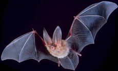 bats-longevity