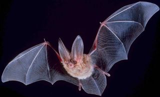 Bats Fuzzy Flying Mammals Live Science 