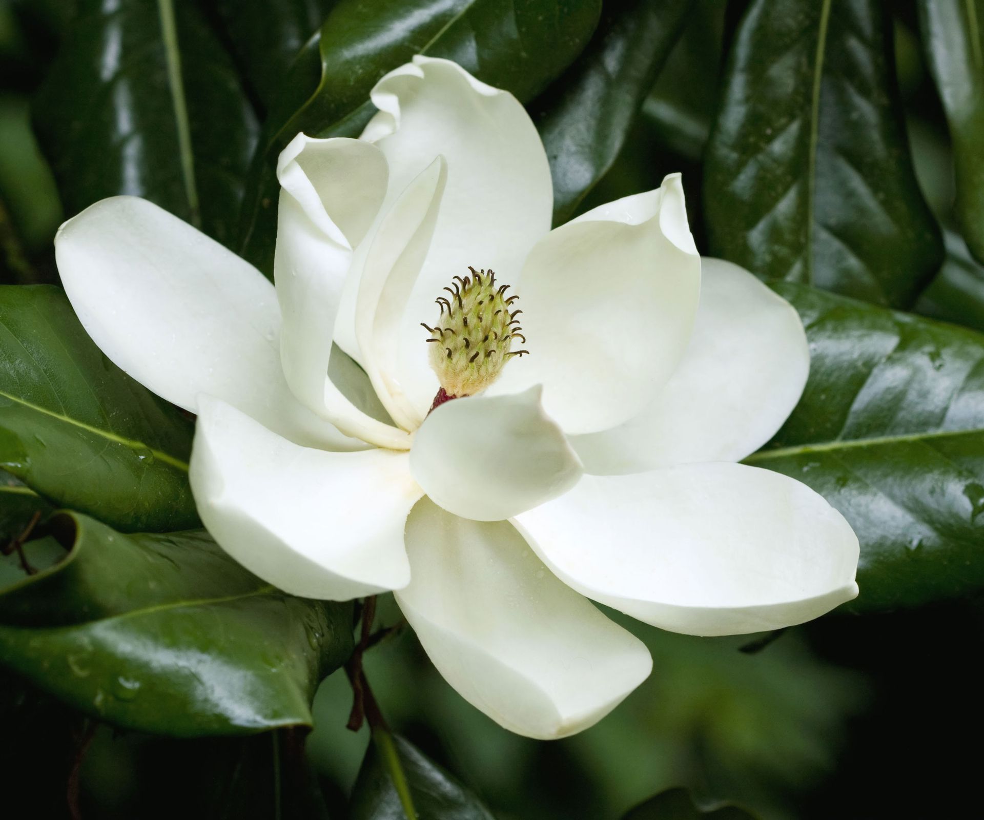 Best magnolia trees 8 types to add to your yard Homes & Gardens