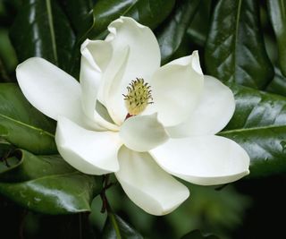 white flower of the Magnolia grandiflora tree