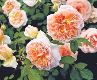 Rosa 'Bathsheba' (Auschimbley). An apricot climbing rose bred by David Austin