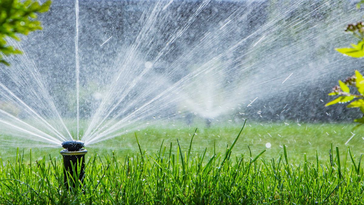 When to water after applying weed and feed: top tips for your turf