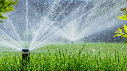 sprinkler on lawn