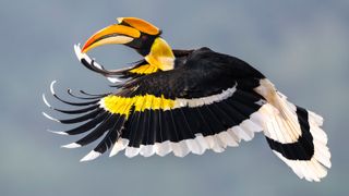 A colorful hornbill in flight, showcasing its vibrant yellow and black plumage and large, curved bill against a blurred background