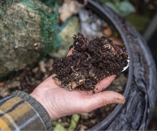 Worms in compost