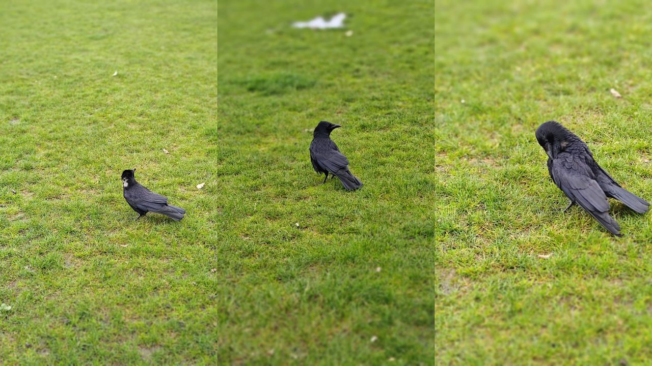 Images from the Motorola Edge 40 Pro showing off its zoom and portrait features.