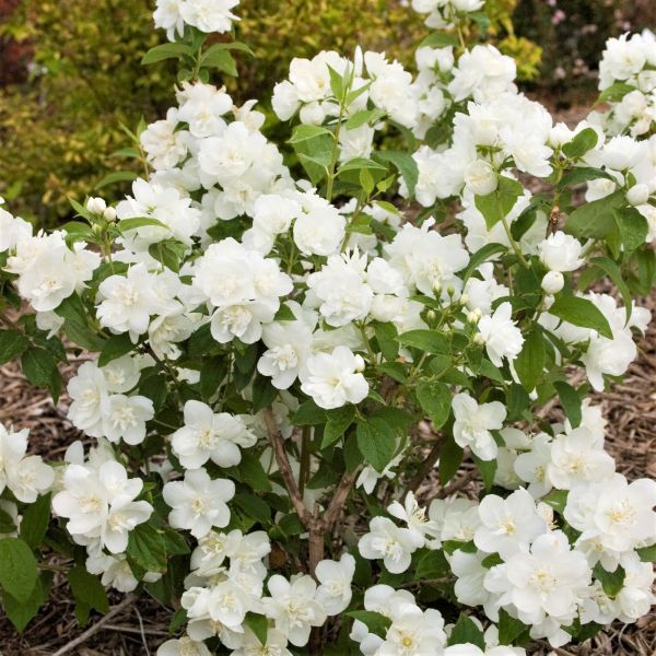 Snow White&amp;trade; Mock Orange - #1 Container
