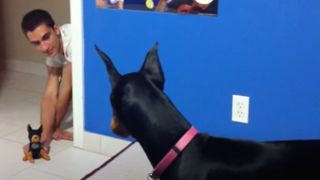 Doberman's reaction to human's toy pup prank