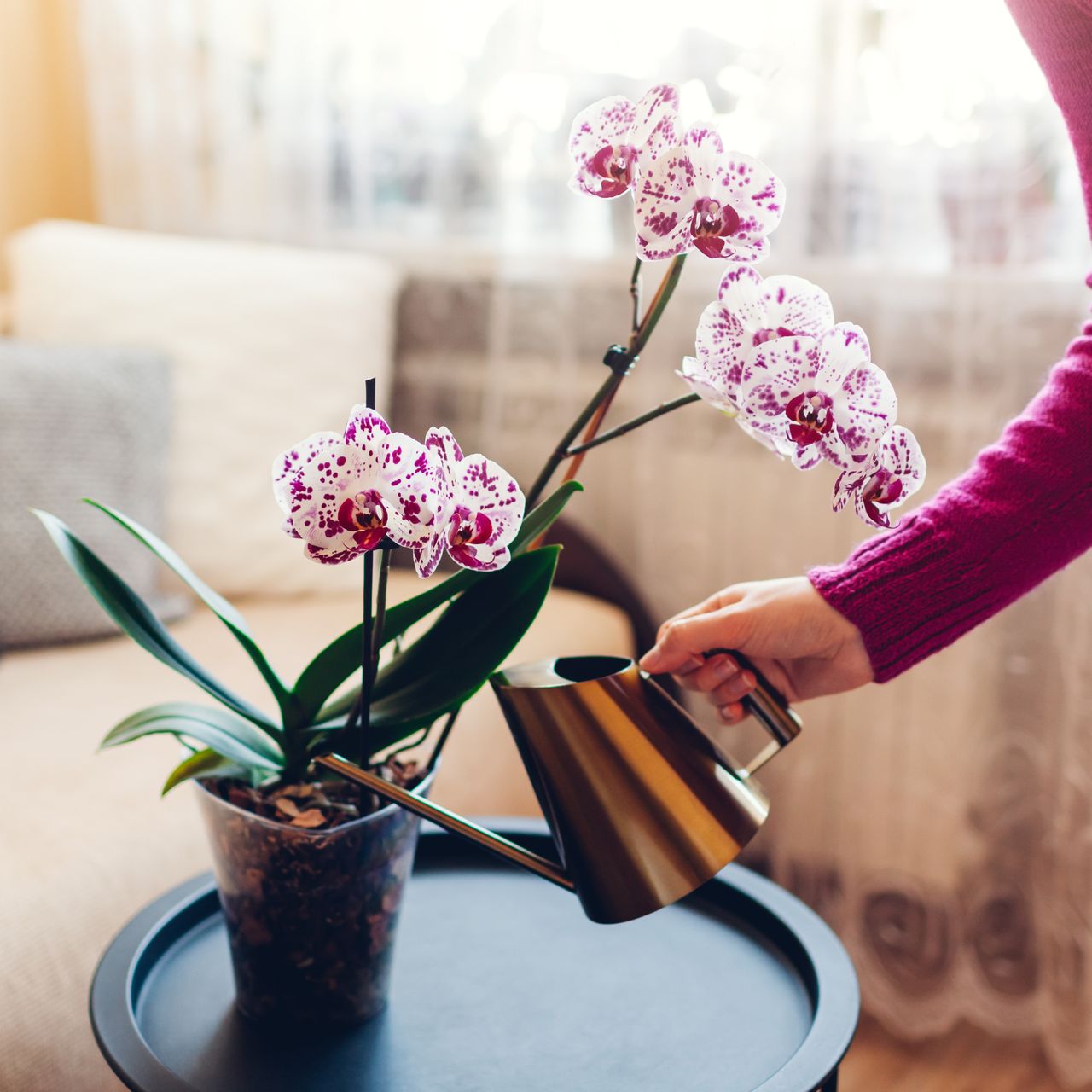 woman watering orchid 