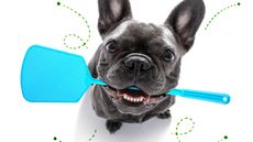 A dog holds a fly swatter in its mouth.