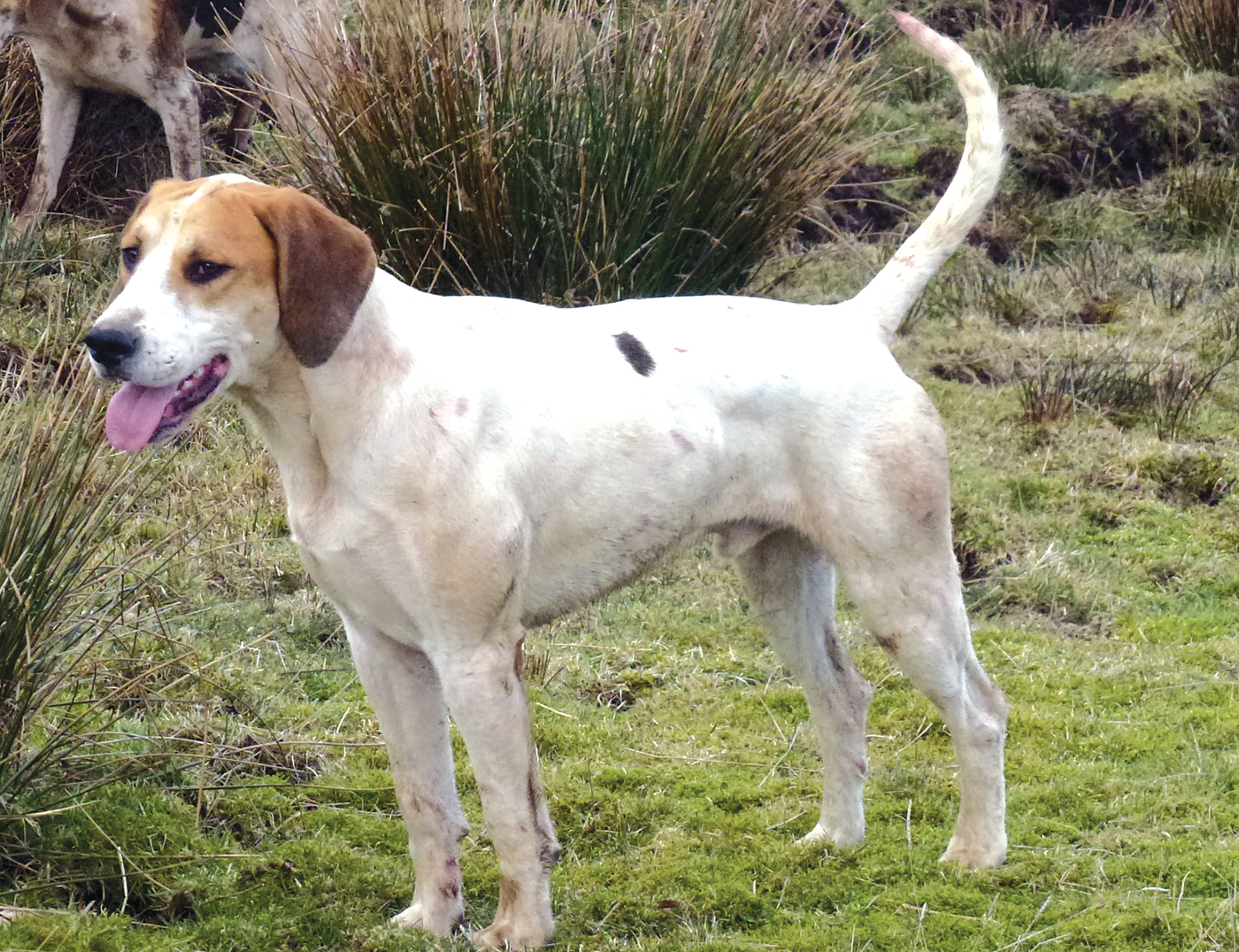 HAH299.ht_hounds.saracen_p1120096_rm.jpg