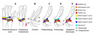 The wrist bones of two early dinosaurs, <i>Heterodontosaurus tucki</i> and <i>Coelophysis rhodesiensis</i>, alongside the bones of a chicken.