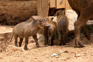 Warthog piglets weigh around 1 to 2 lbs. (450 to 900 grams) at birth.