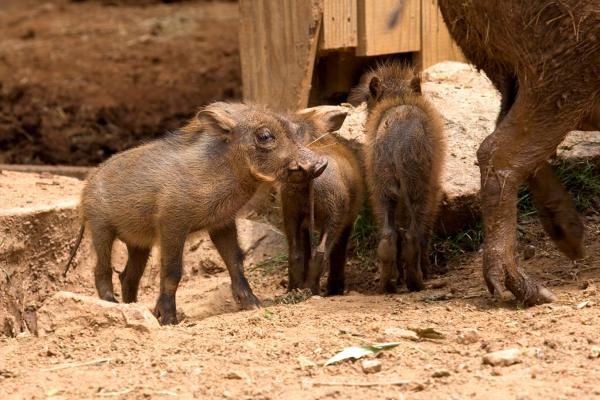 Facts About Warthogs Live Science