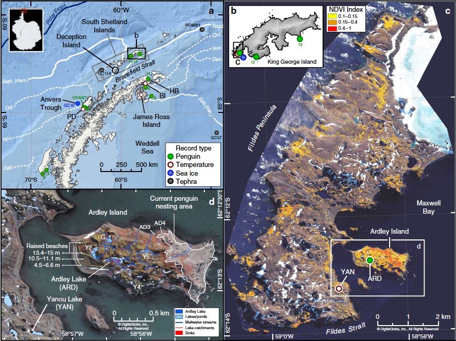 Photos Penguins Barely Survived Antarctic Volcano Eruptions Live Science