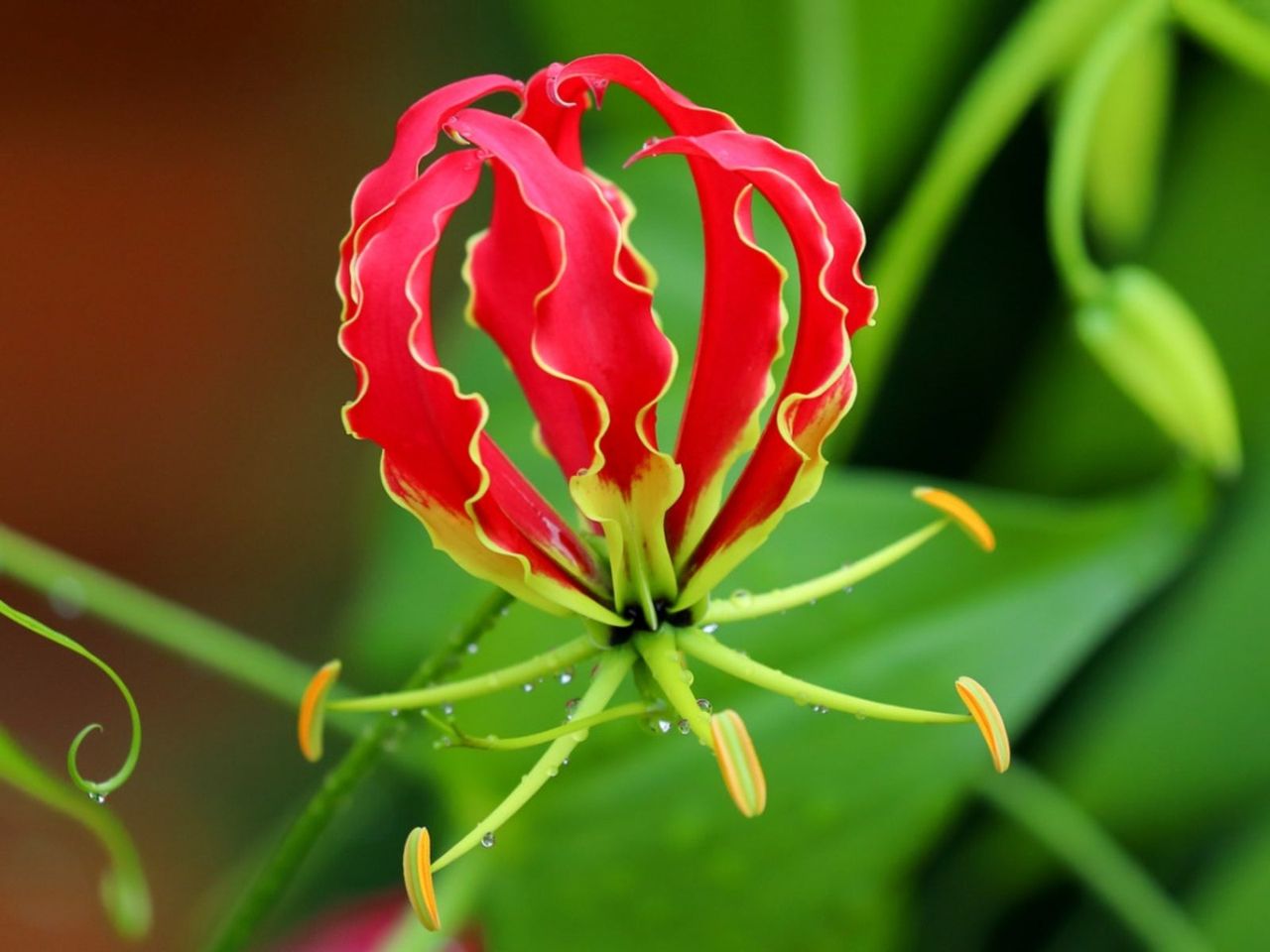 A Climbing Lily Plant