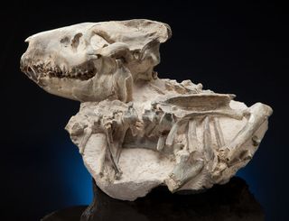 Here, a medium-sized "ruminating hog," a member of the extinct genus Oreodont, called <em>Merycoidodon culbertsoni</em>.