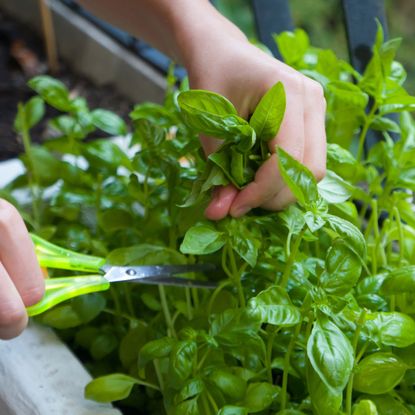 trimming the herbs in a planter