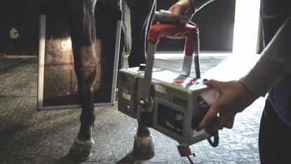 A horse's knee being X-rayed