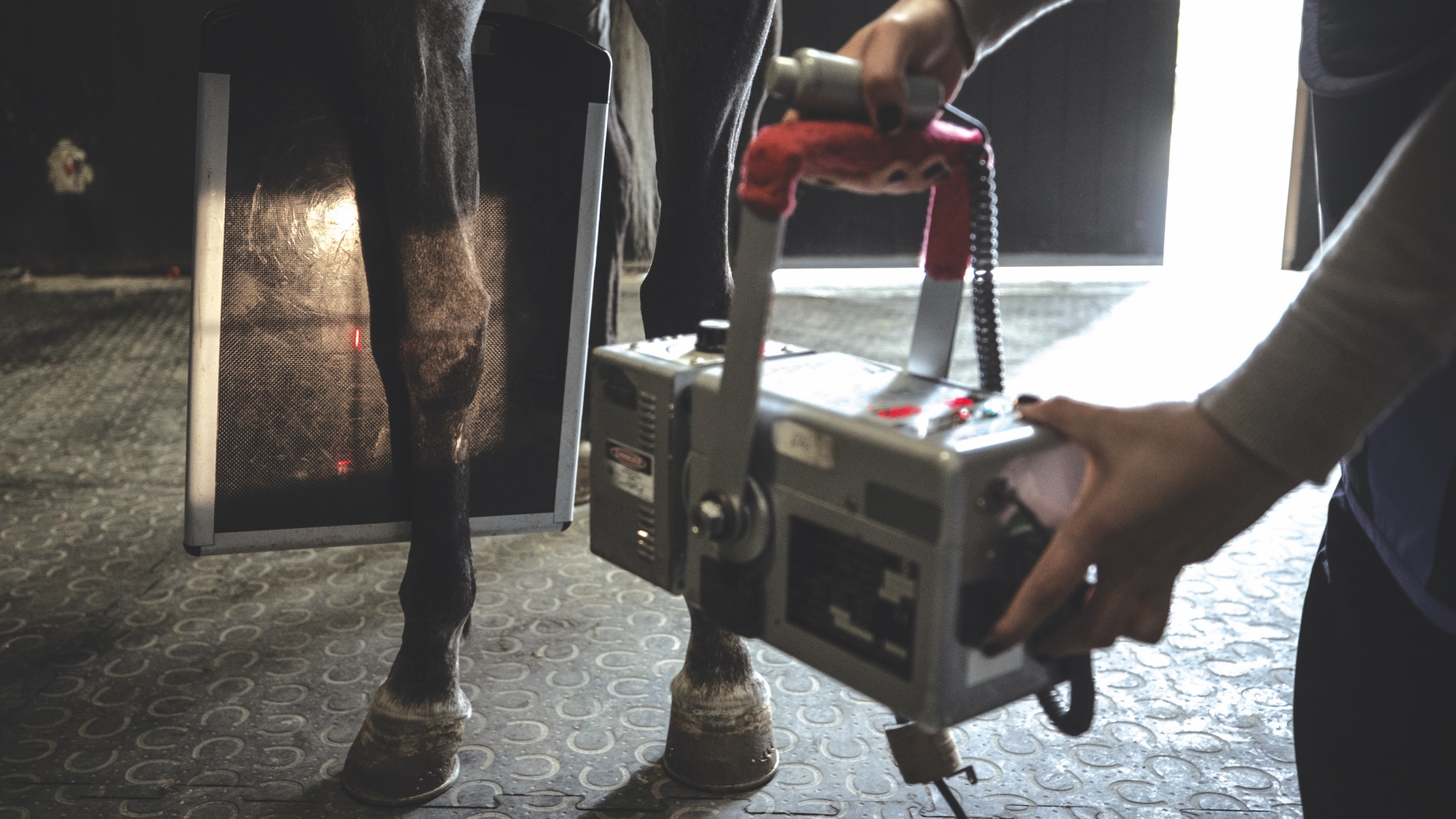 A horse's knee being X-rayed