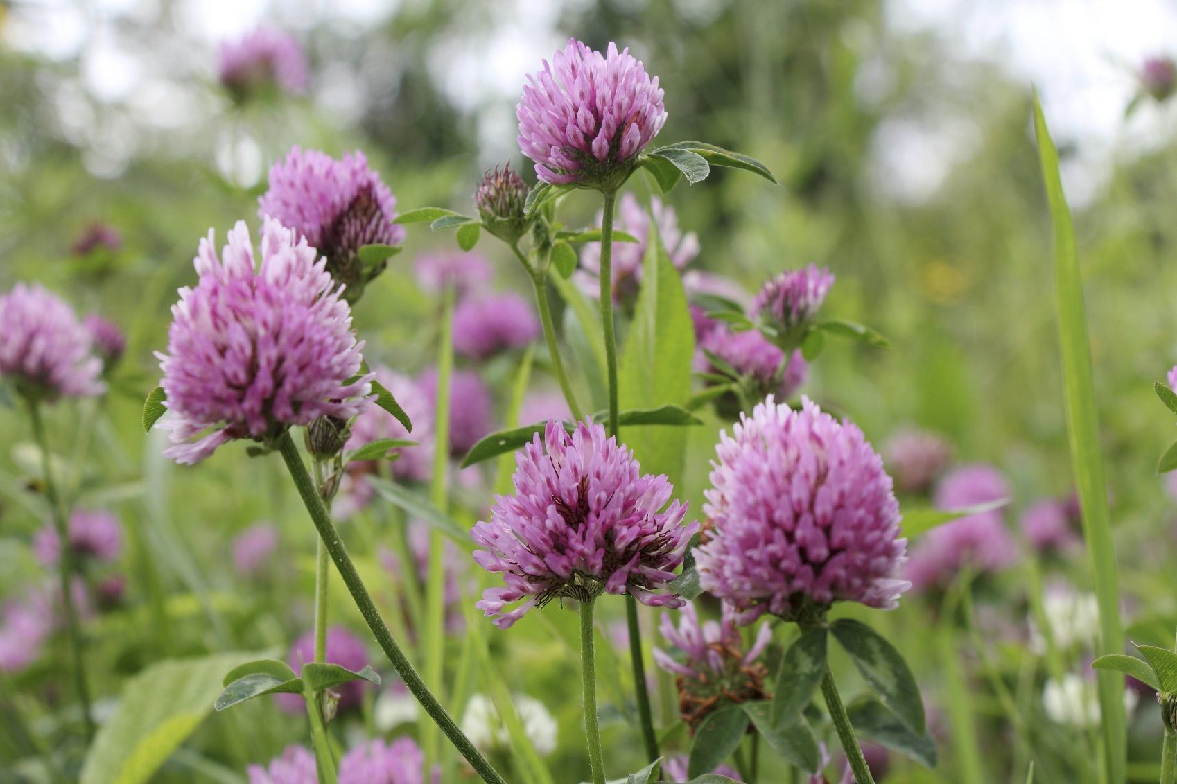 Red Feather Clover Growing: Tips On Caring For Ornamental Clover Plants ...