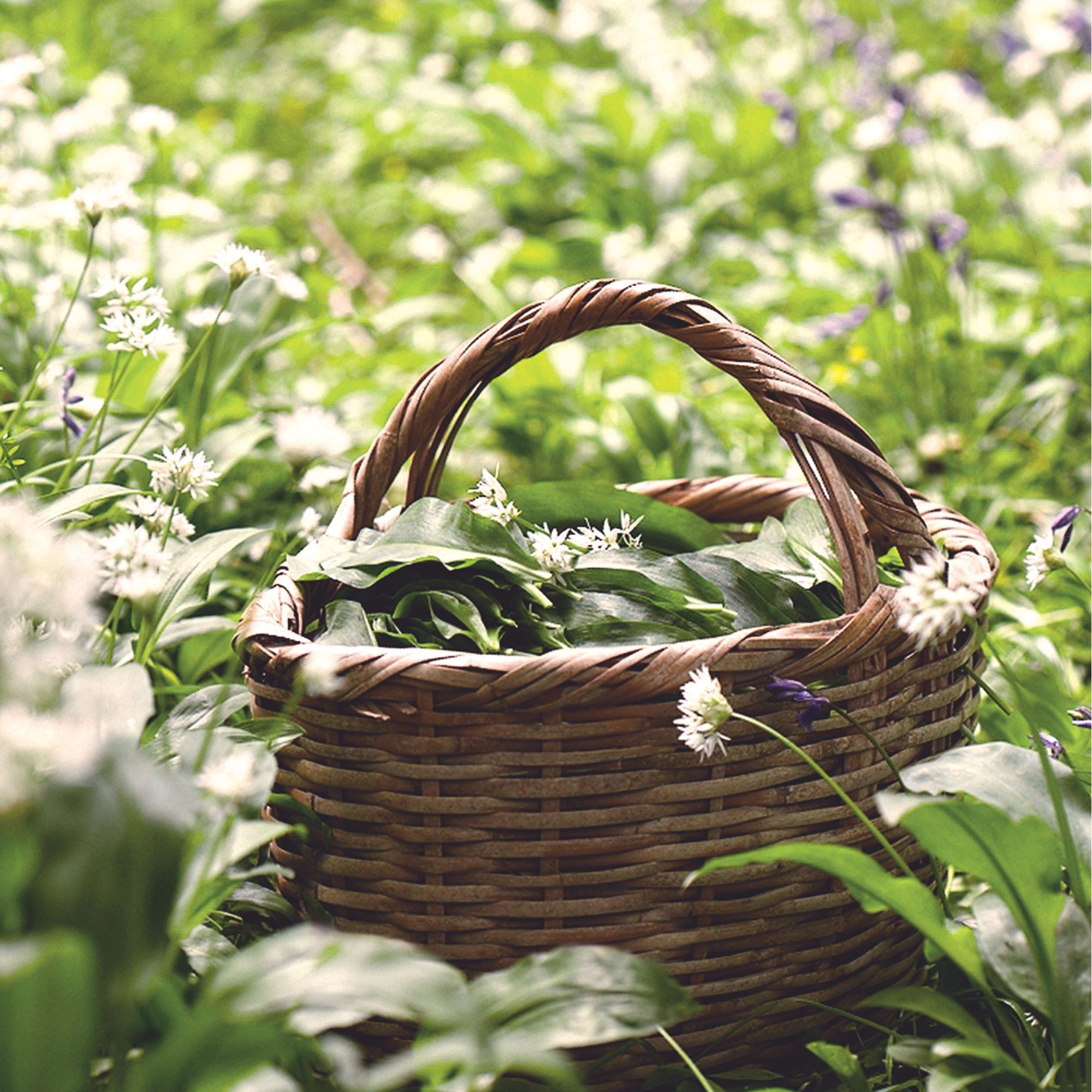 Wicker basket of harvested nettle leaves and wild garlic flowers