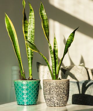 Sansevieria (snake plant) in ceramic pots on a white table