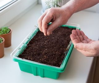 Microgreen seed being sown in a green tray