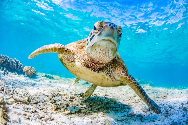 Under the sea: 50 breathtaking images from our oceans | Live Science