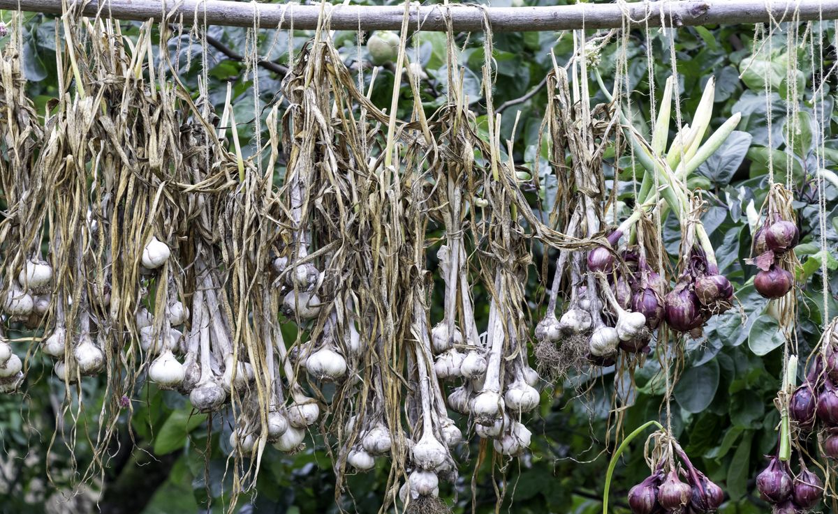 Comment sécher vos oignons et votre ail cultivés sur place pour pouvoir les utiliser tout l'hiver