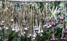onion and garlic crops drying