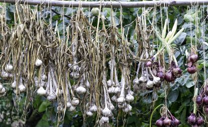 onion and garlic crops drying