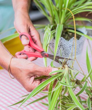 propagating a spider plant using scissors