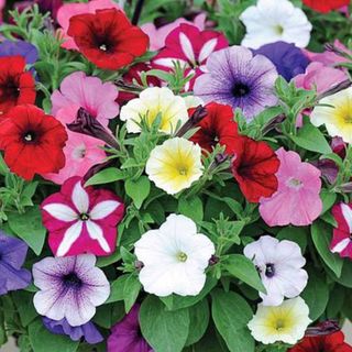 A colourful collection of petunias, including white, red, pink, purple, and yellow flowers surrounded by green leaves