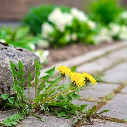 dandelions growing in paving slabs in garden