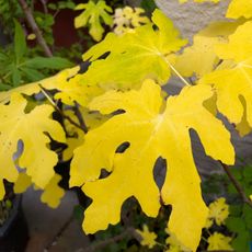 yellow leaves on fig tree