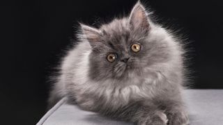 Smoke grey ragamuffin kitten