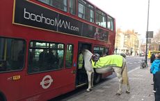 police horse bus