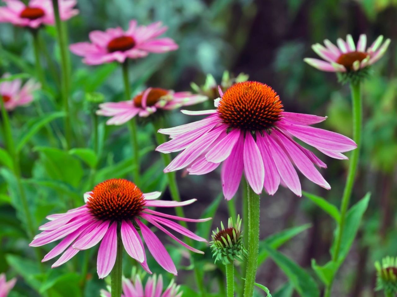 Pink Full Sun Perennials