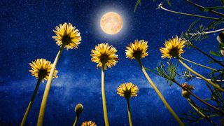 New Moon March 2023: Image of the Moon shining in the sky above some daisies.
