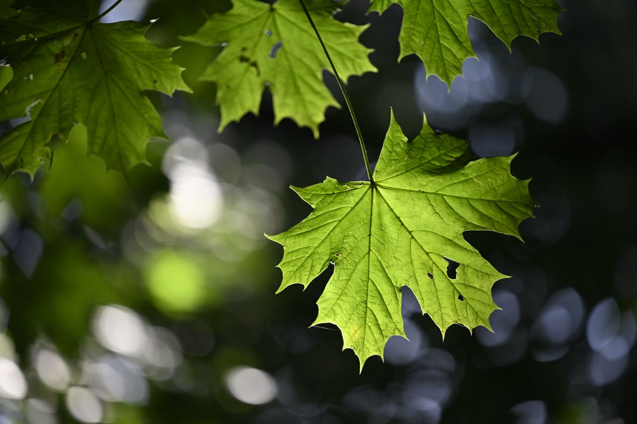 Close-up of a green leaf, shot on the Nikon Nikkor Z MC 105mm f/2.8 VR S